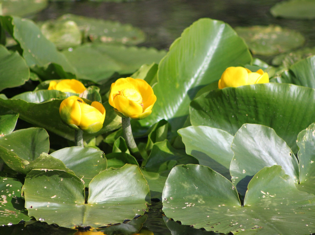 The Whispering Moose Bed and Breakfast主图