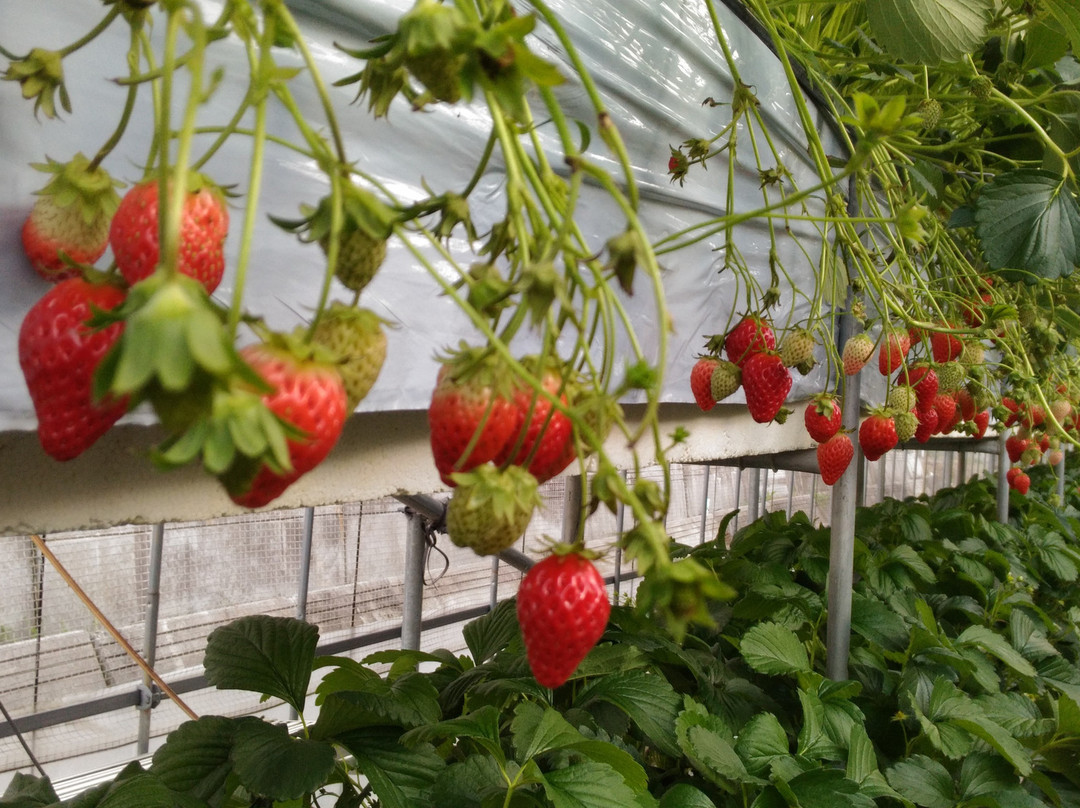 Nakajima Farm Strawberry Land景点图片