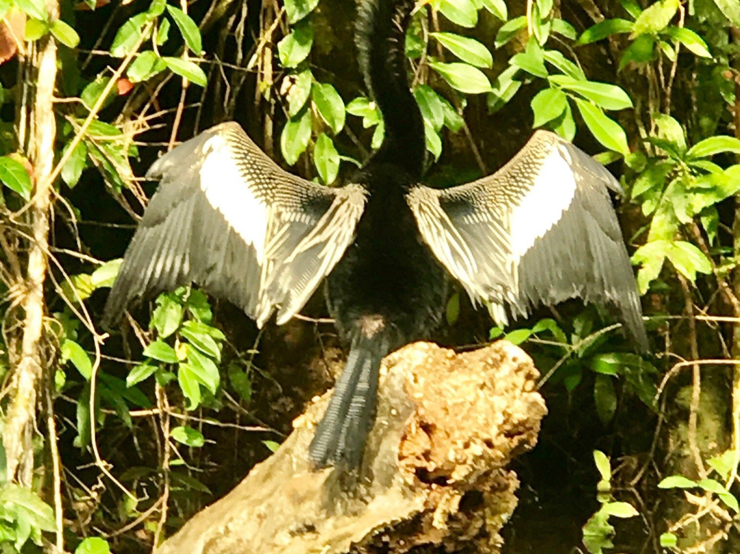 Tortuguero Eco Experiences景点图片