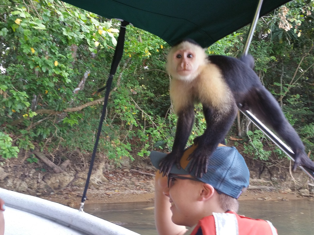 Panama Day Trips- Canal Eco Tours景点图片