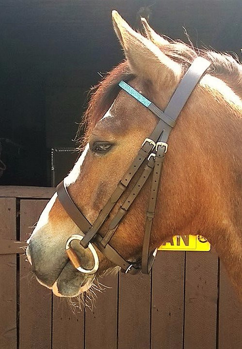 Pams Pony Parties-Meols必去景点