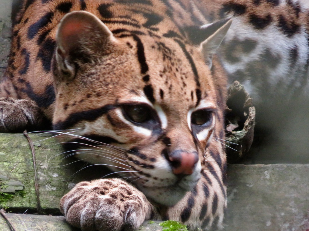 Zoorefugio Tarqui-Puyo必去景点