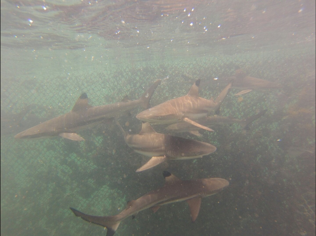 Bali Sharks-Serangan必去景点