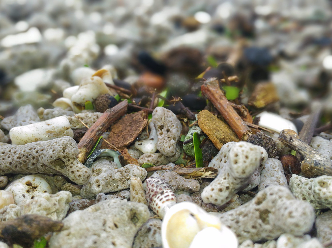 Pantai Tampora-Situbondo必去景点