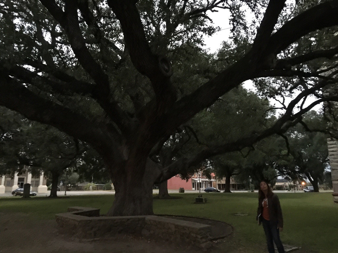 Hanging Tree-Goliad必去景点