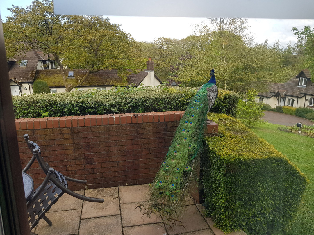 伍德福德桥乡村俱乐部主图