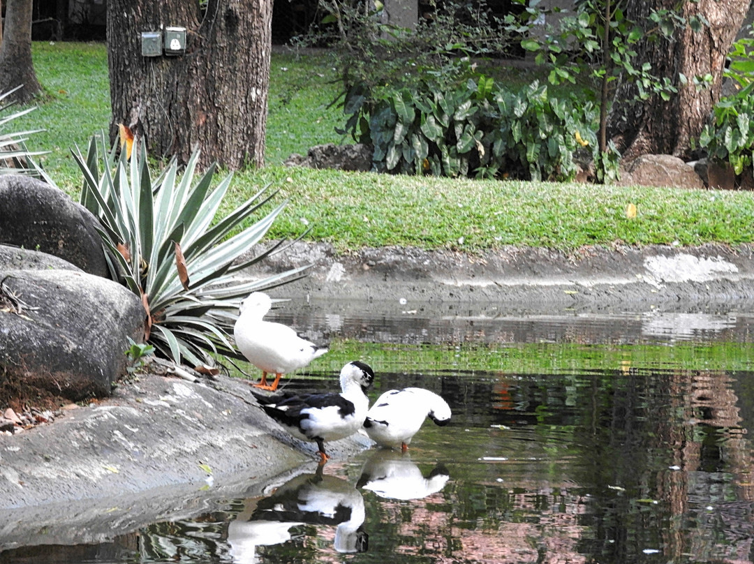 锡吉里亚村酒店主图