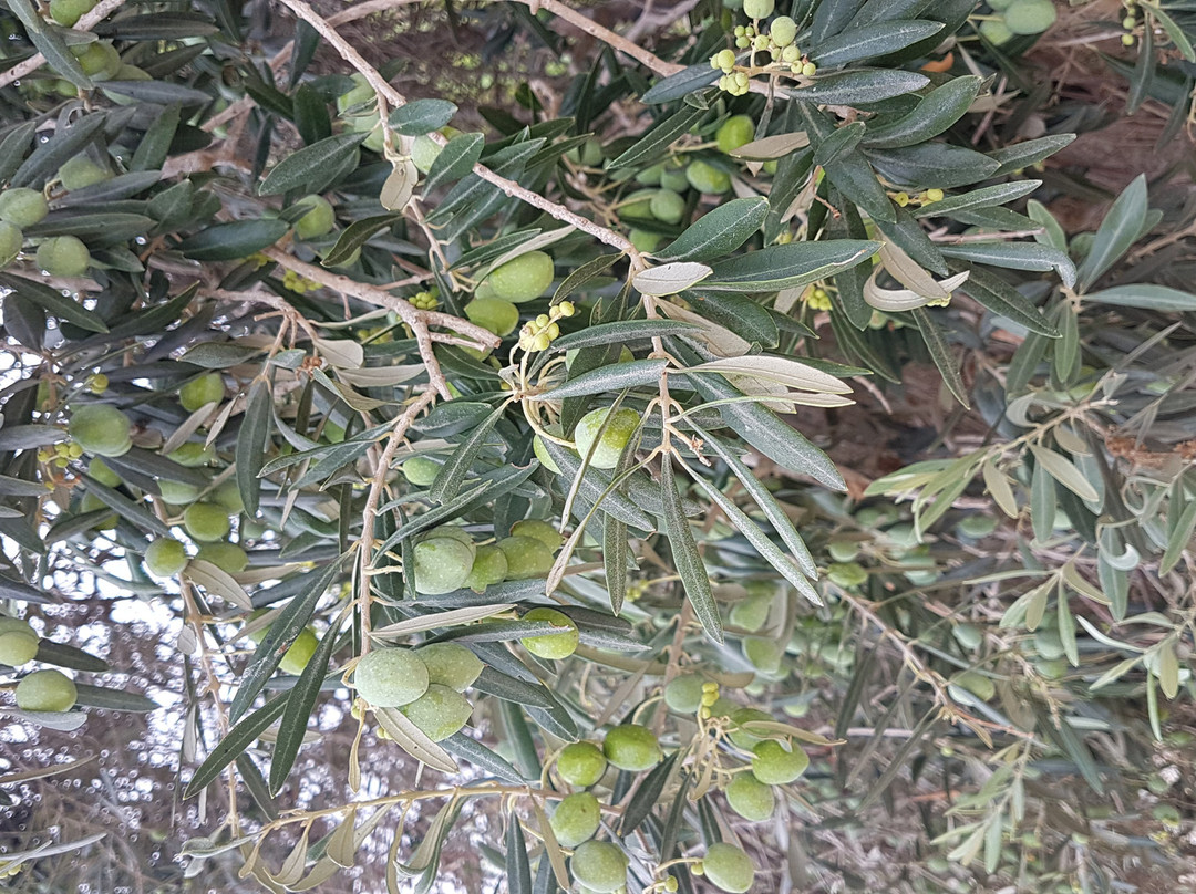 Lunzjata Valley-Kercem必去景点