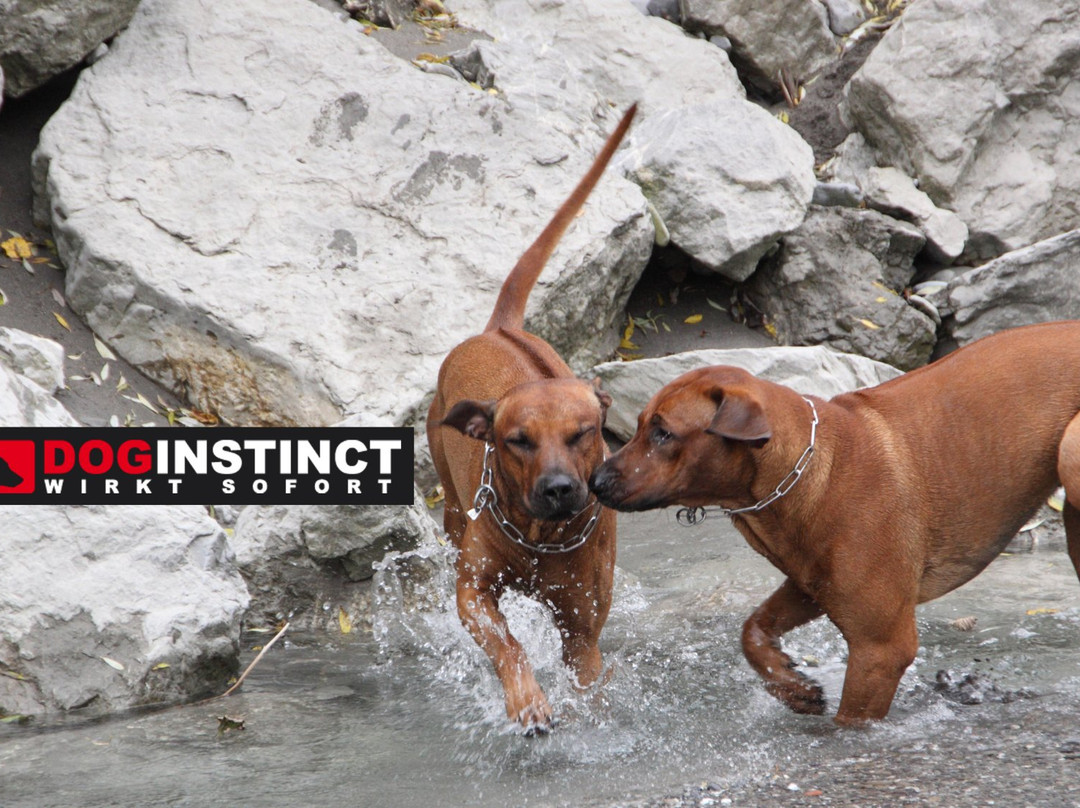 Doginstinct Hundeschule-多恩比恩必去景点