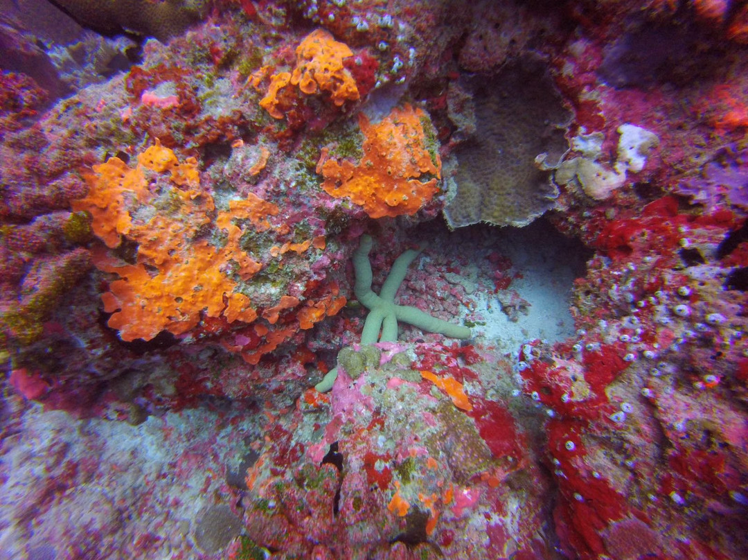 TGI Dhiffushi Diving Academy-Dhiffushi Island必去景点