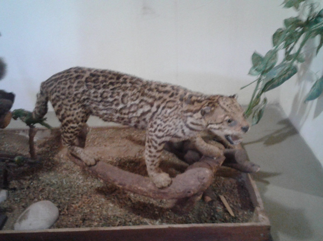 Museu de Historia Natural de Cravinhos-Cravinhos必去景点