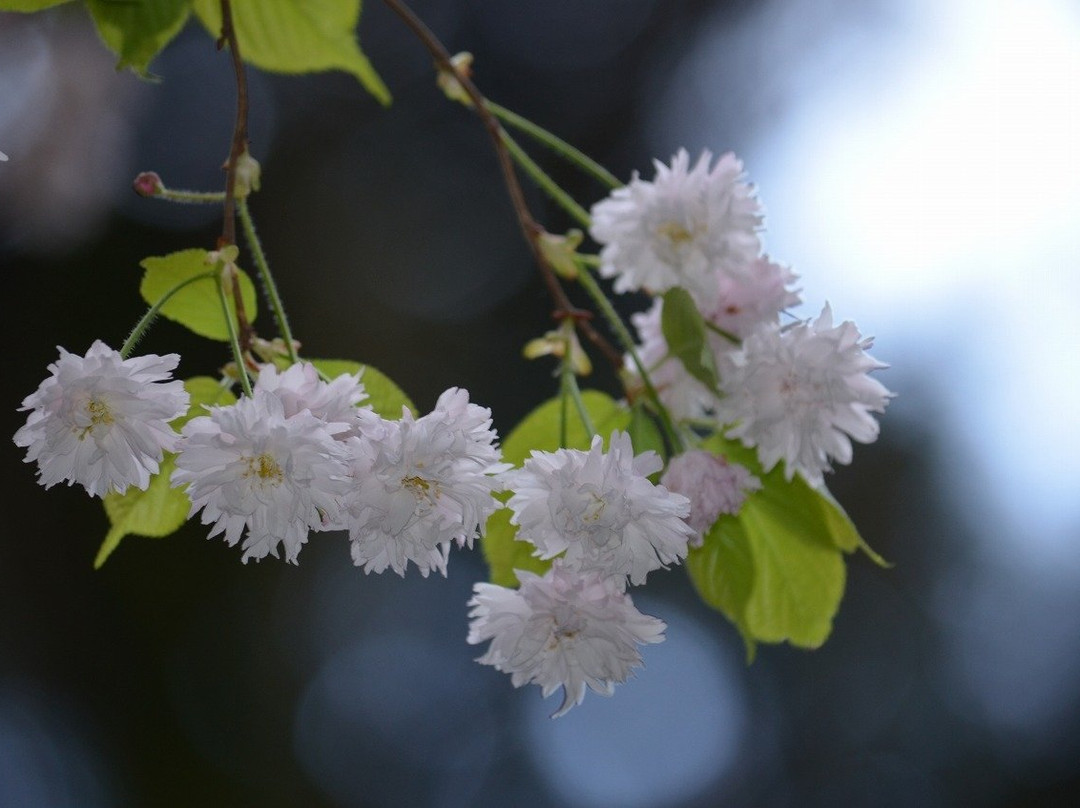 Sugisawa no Sawasugi-入善町必去景点