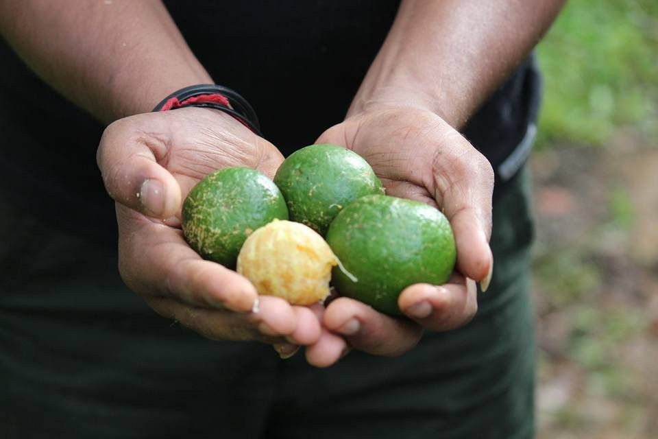 Poabs Organic Estates-Nelliyampathy必去景点