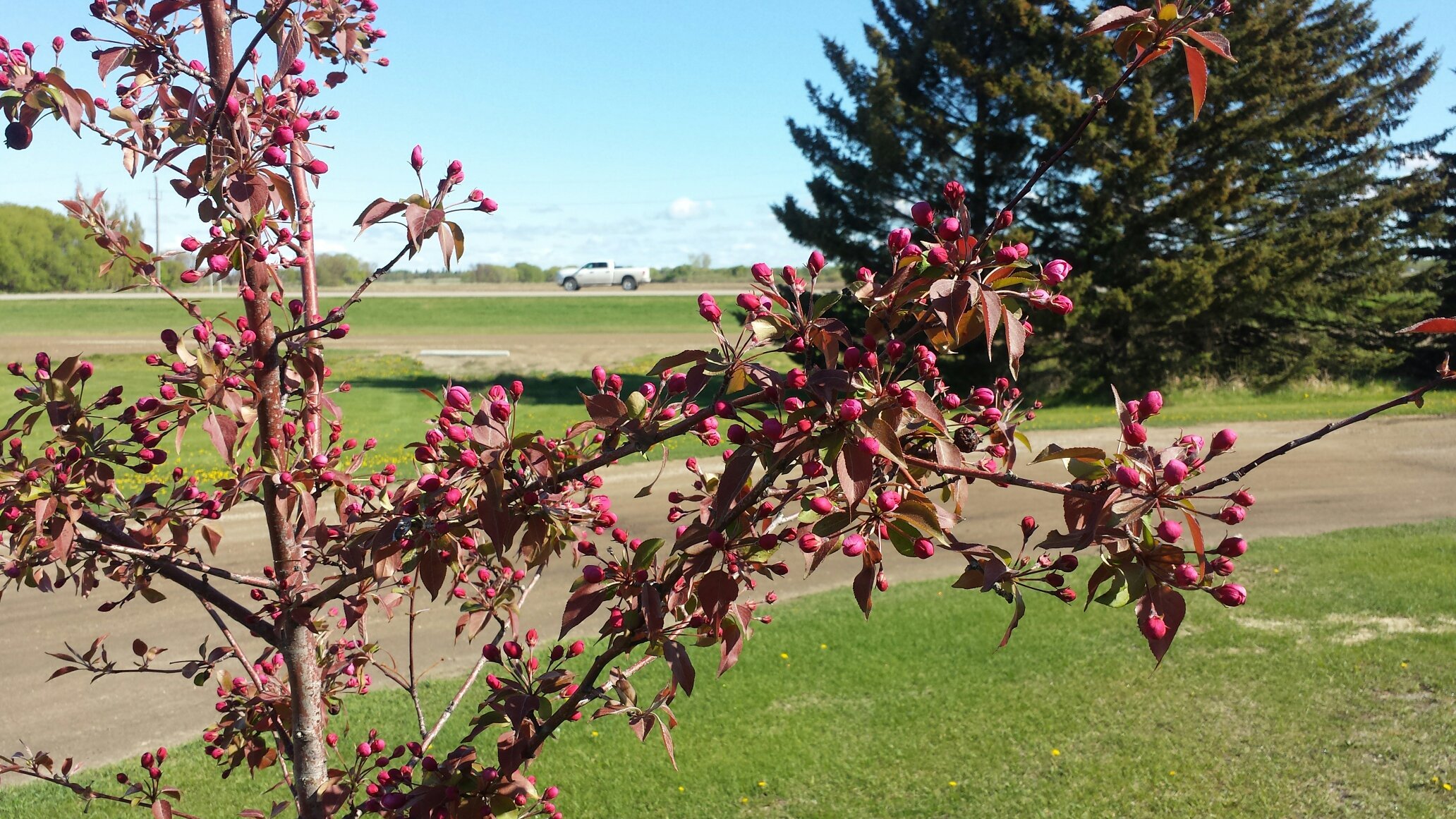 Spruce Woods Inn-官方