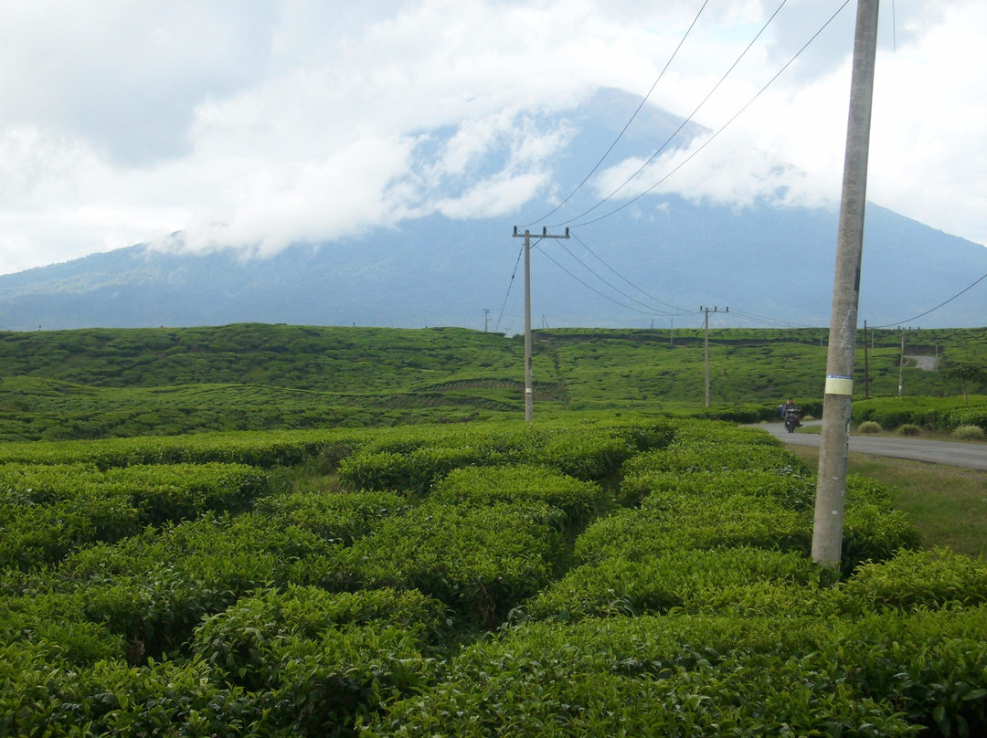 Kayu Aro Tea Plantation景点图片