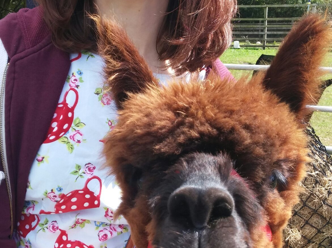 North Star Alpacas-Crook必去景点