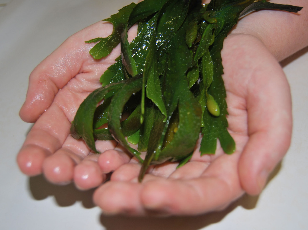 Bundoran Seaweed Baths景点图片