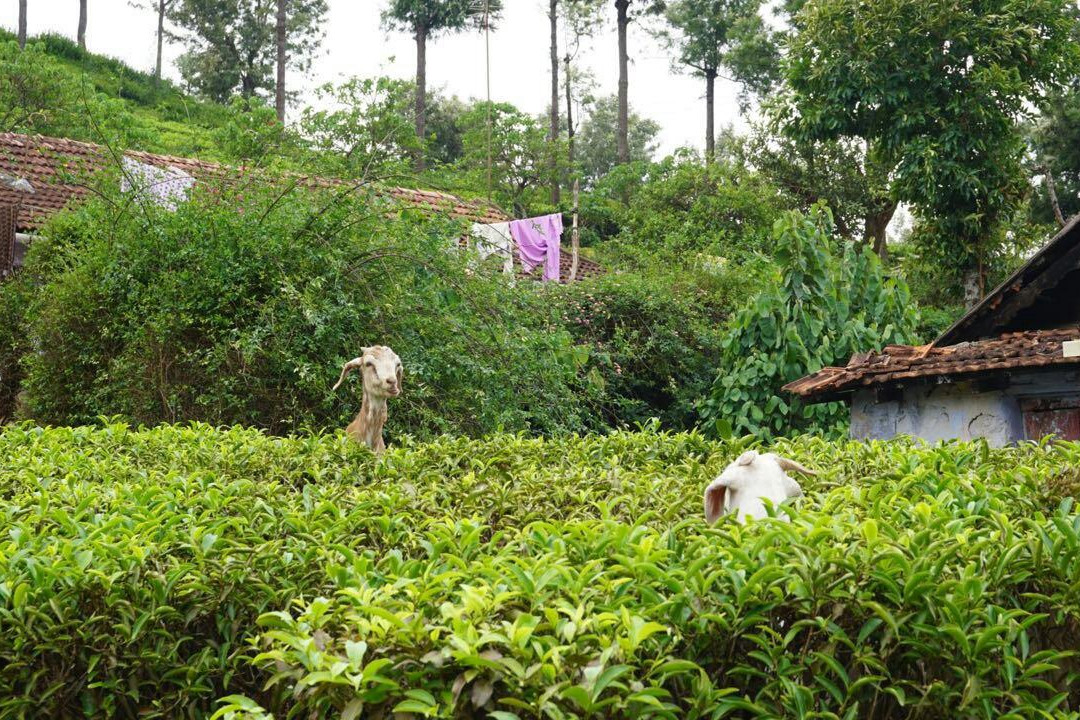 Brooklands Tea Factory & Factory Outlet景点图片