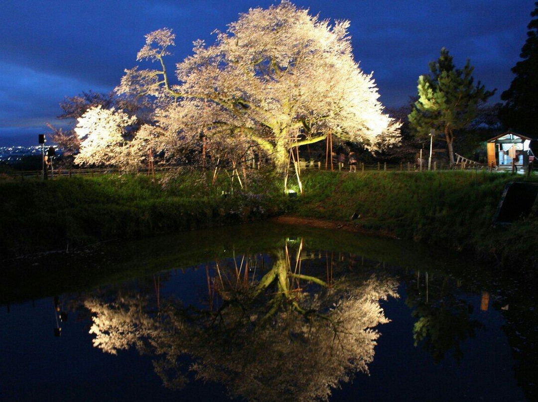 Asai's Cherry Blossom Tree景点图片