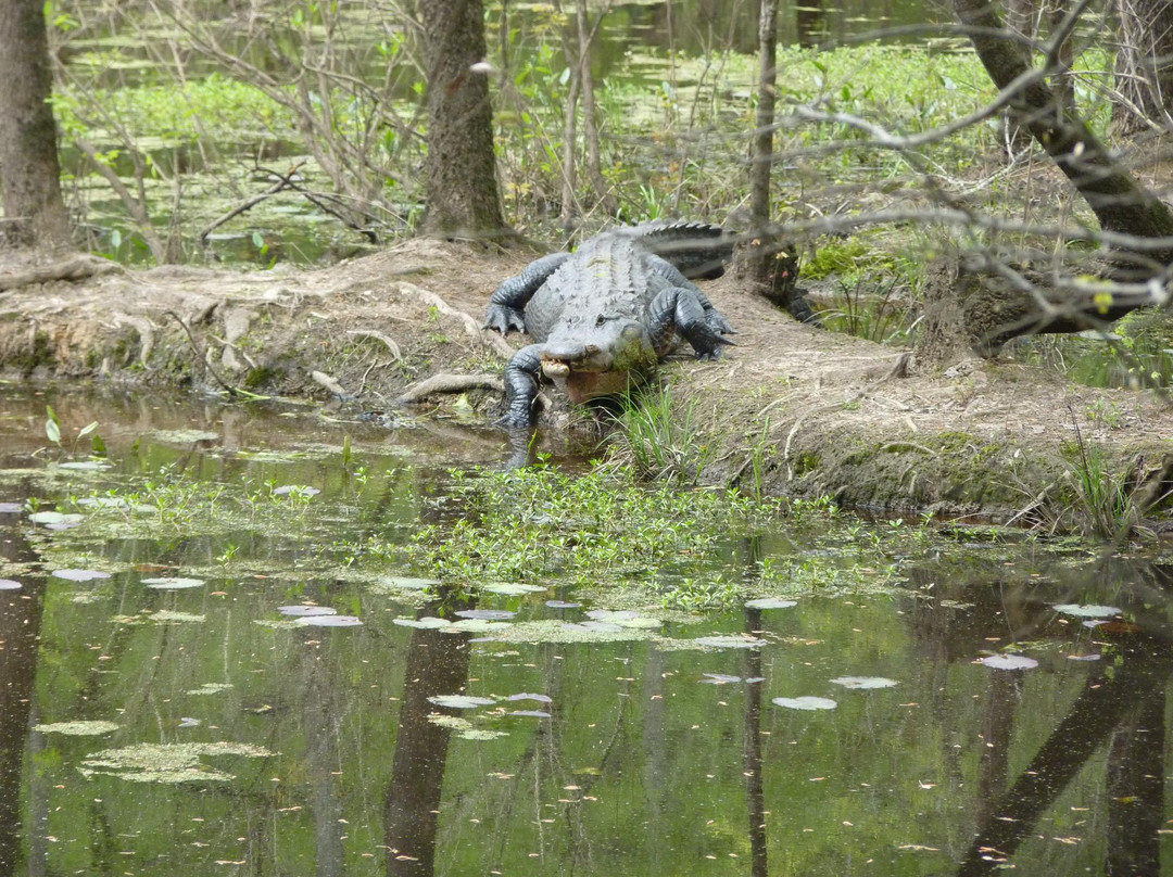 Congaree Creek Heritage Preserve-Cayce必去景点