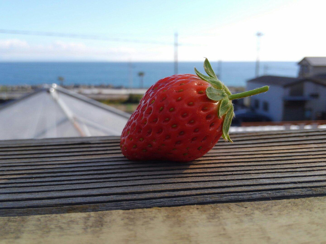 Ishigaki Strawberries景点图片