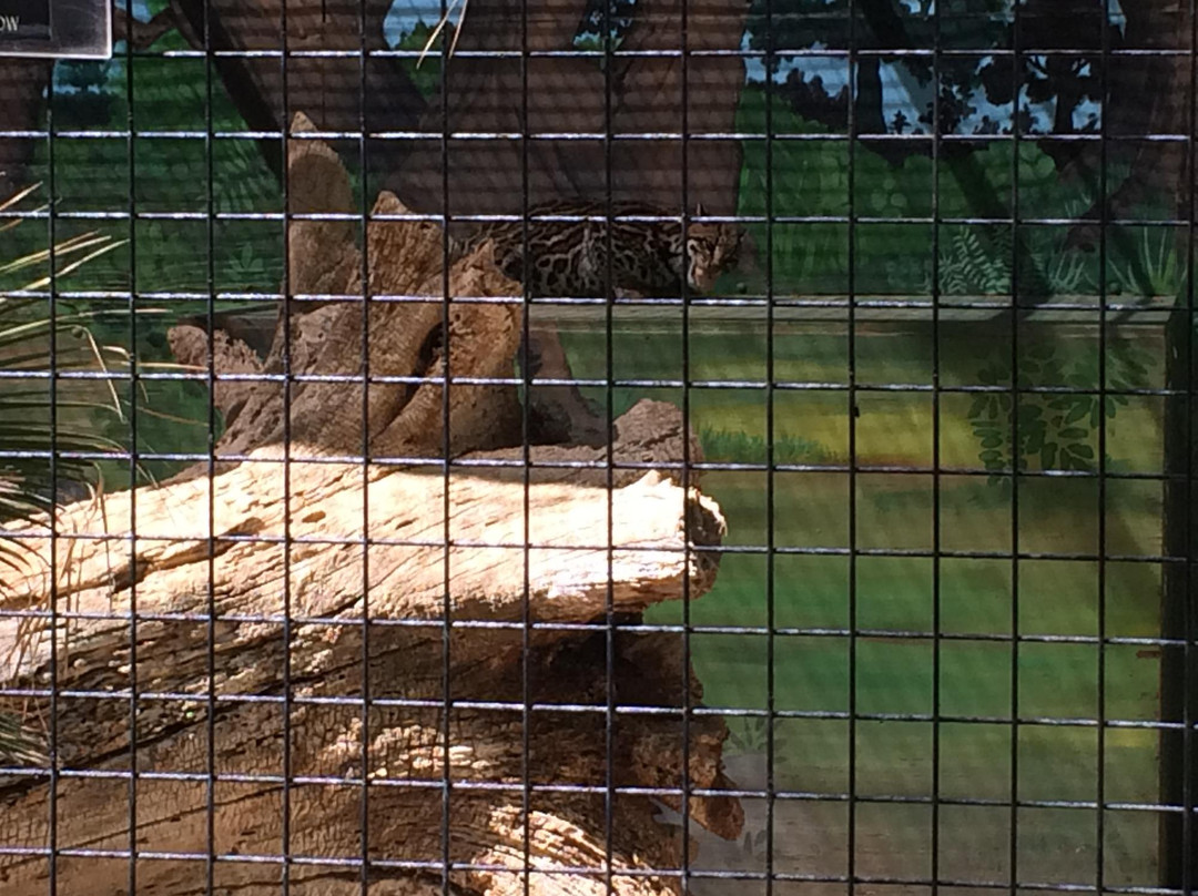 The Cat House-Rosamond必去景点