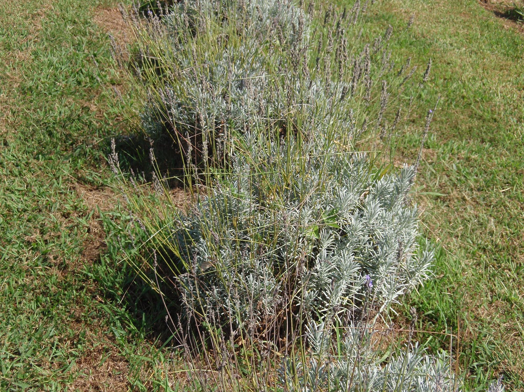 Washington Creek Lavender-劳伦斯必去景点