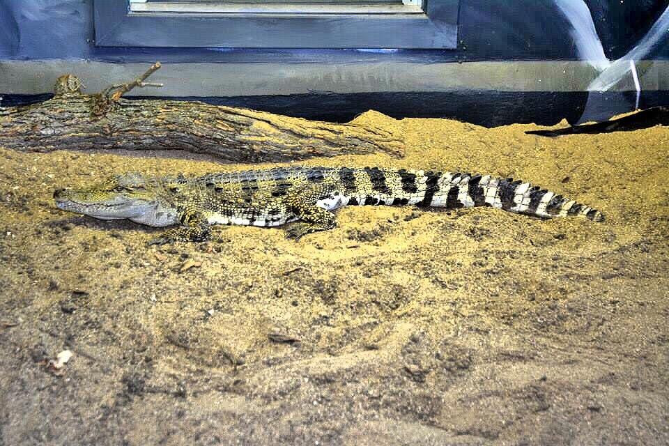 Wildlife Discovery Center-Lake Forest必去景点