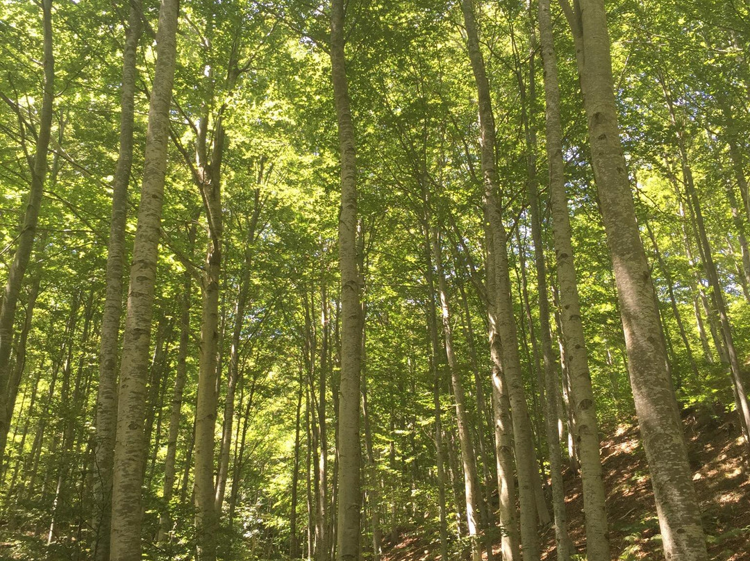 Foresta del Teso-Maresca必去景点