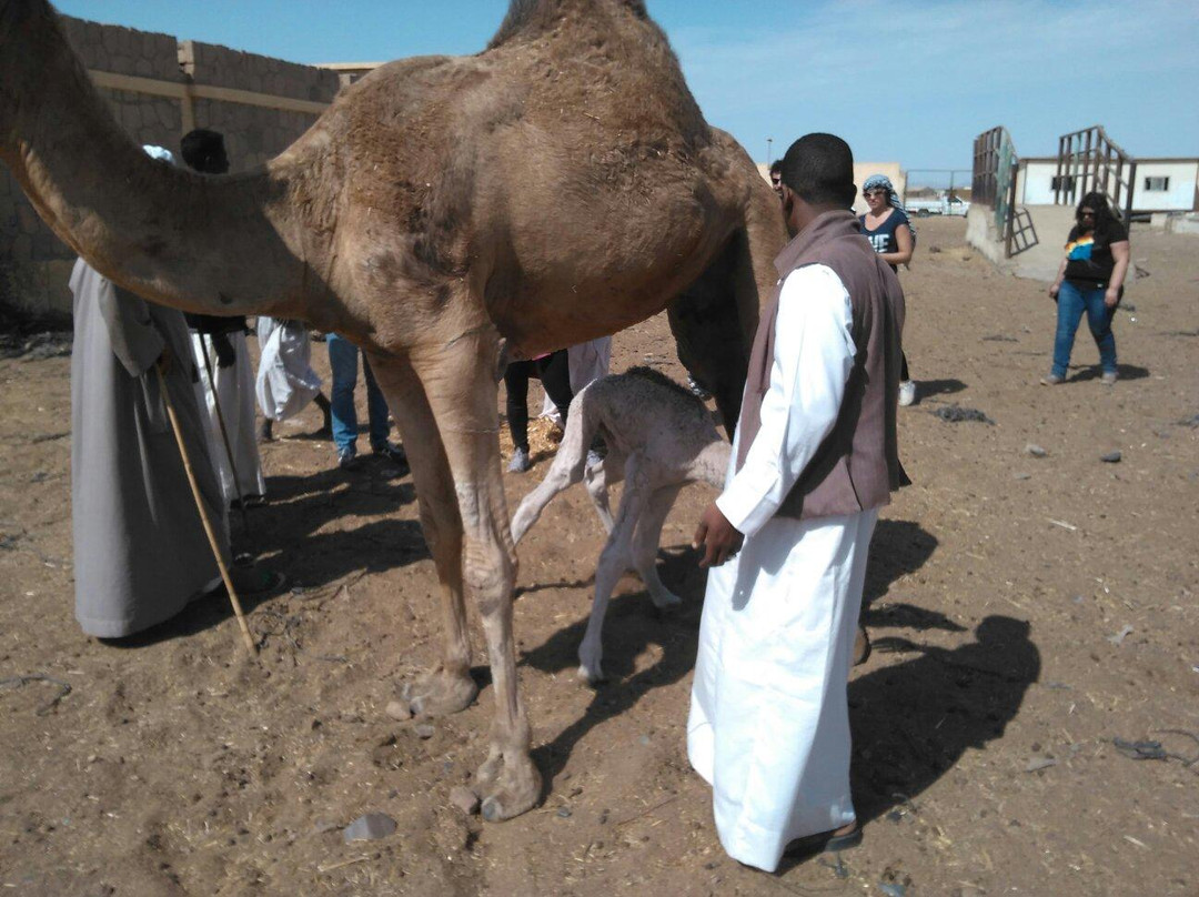 Berenice Troglodytica-Hamata and Berenice必去景点
