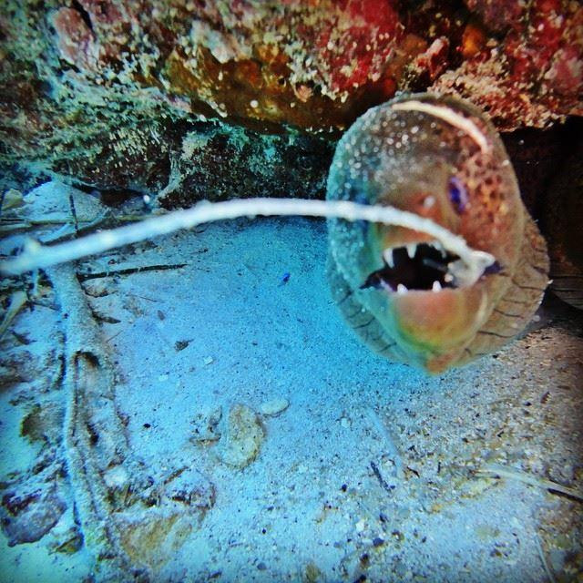 Dive Club Maldives-马累必去景点