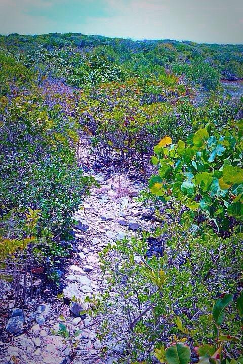 Bird Rock Point Trail-Long Bay Beach必去景点