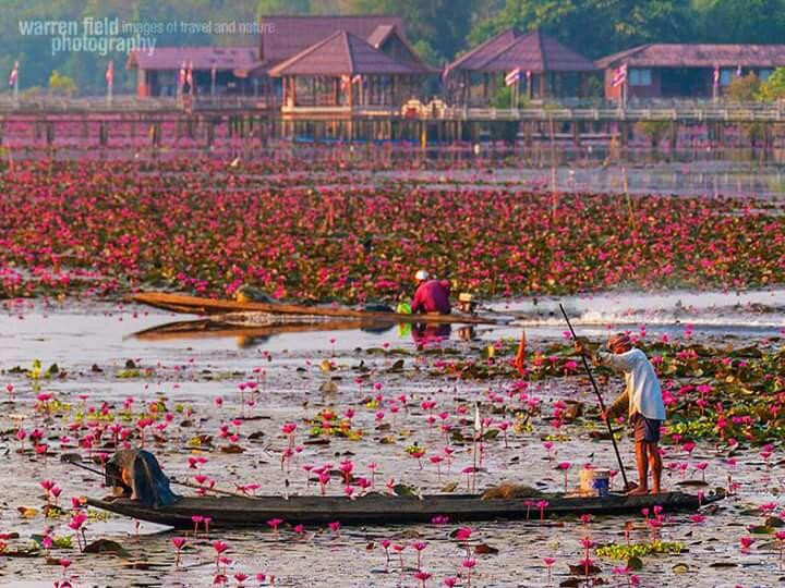 Thale Noi Waterbird Park景点图片