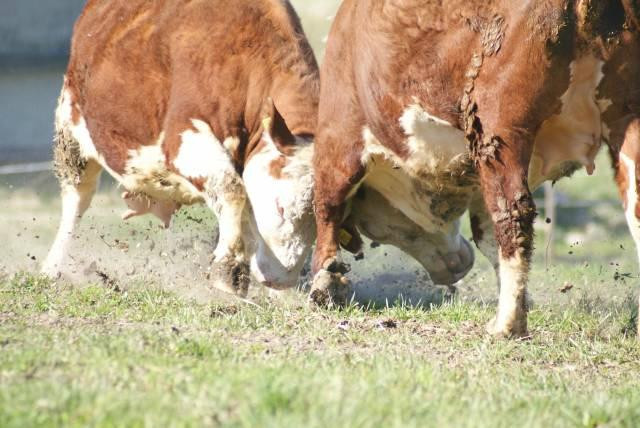 Valla旅游攻略图片