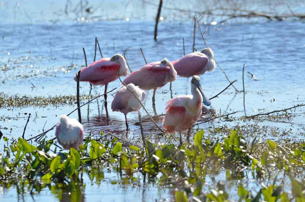 Cockroach Bay Aquatic Preserve-Ruskin必去景点