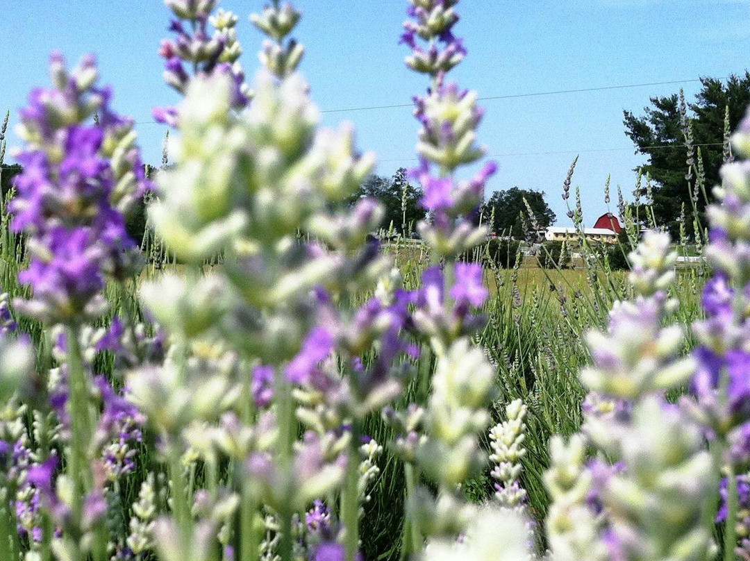 Seven Oaks Lavender Farm-Catlett必去景点