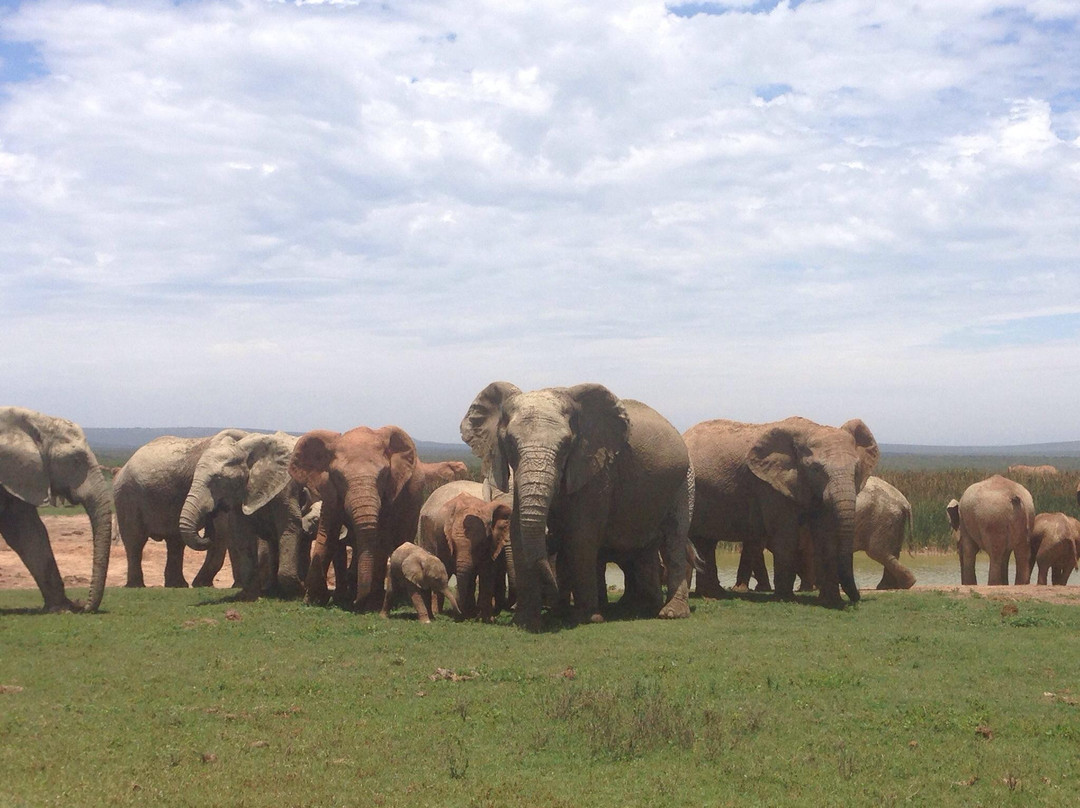 阿多大象国家公园-阿多必去景点