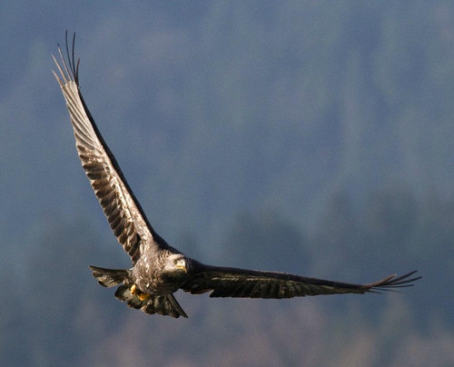 Prestige Sportfishing-Harrison Mills必去景点