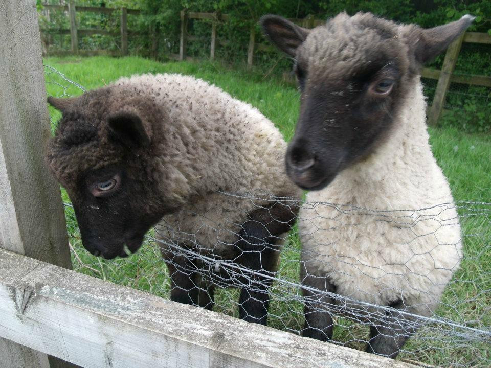 Swansea Community Farm景点图片