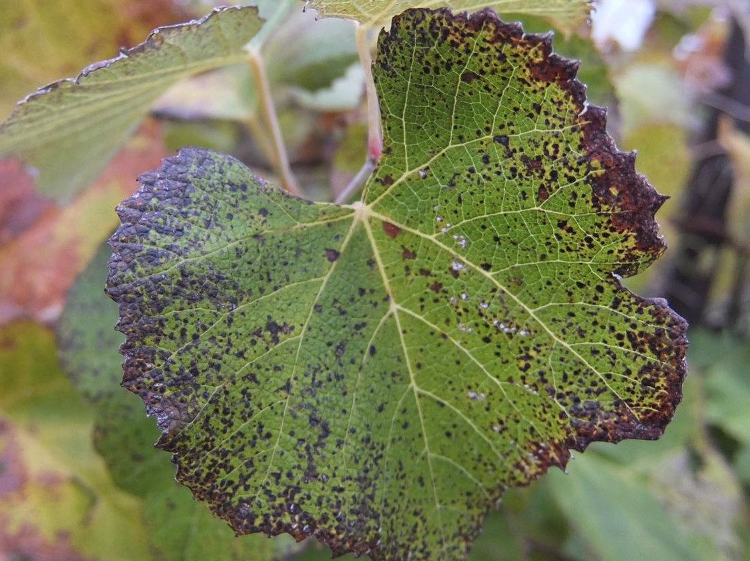 Davenport Orchards and Winery-Eudora必去景点