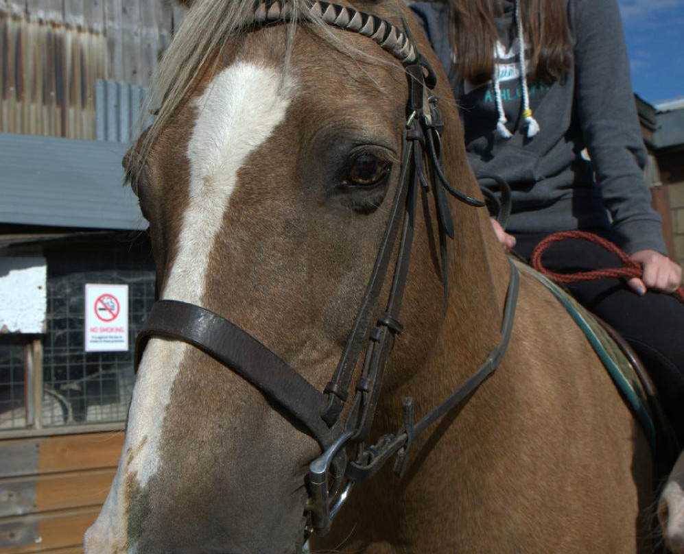 Moyfield Riding School景点图片