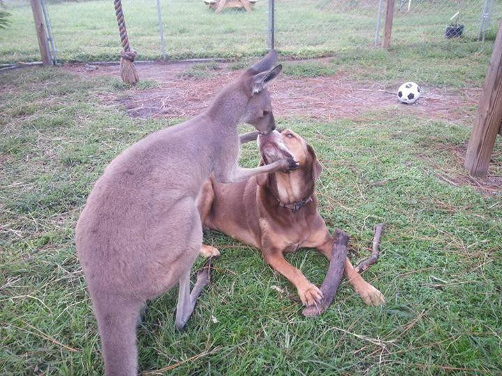 Exotic Animal Experience-奥兰多必去景点