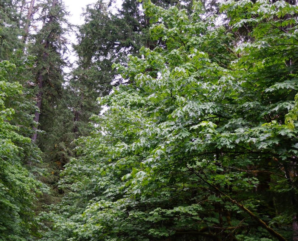 Pacific Tree Climbing Institute-Blue River必去景点
