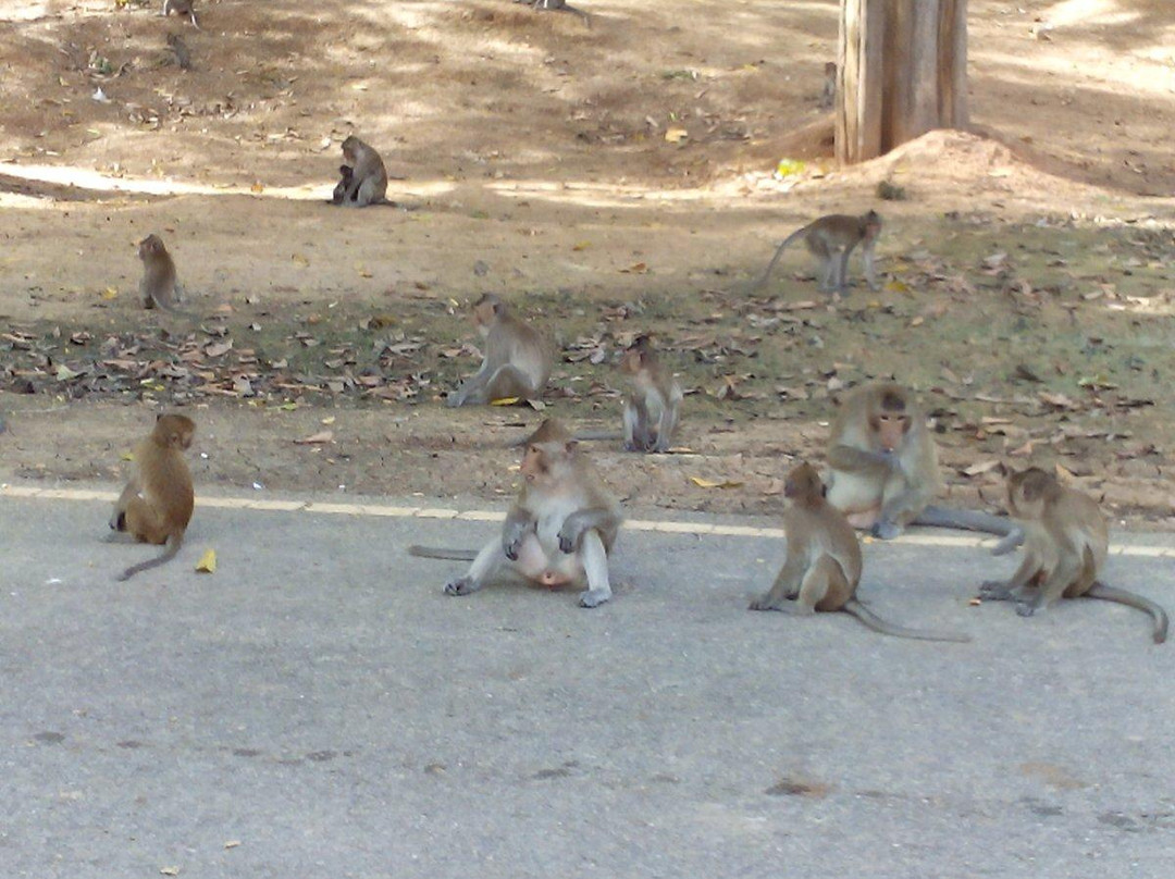 Wat Krieng Krai Klang景点图片