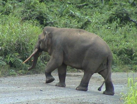 Deramakot Forest Reserve-山打根必去景点