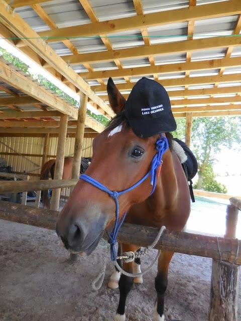 Horse Trekking Lake Okareka-罗托鲁瓦必去景点