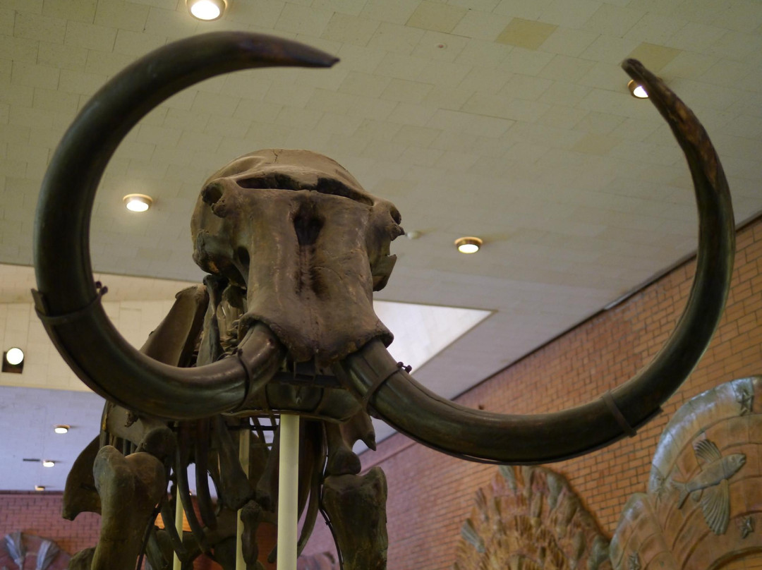 Orlov Paleontological Museum-莫斯科必去景点