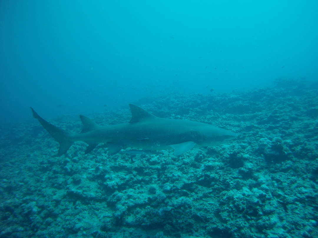 Moorea Fun Dive-Hauru必去景点