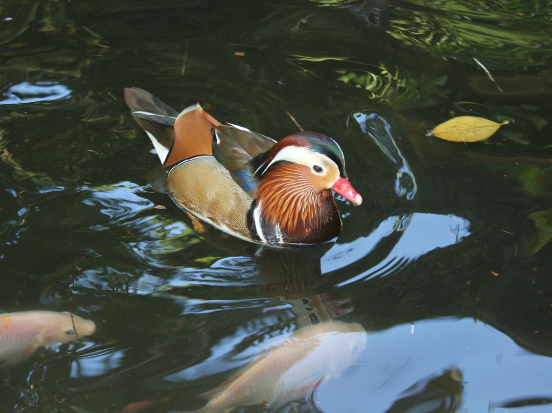 兰卡威野生动物园-兰卡威必去景点