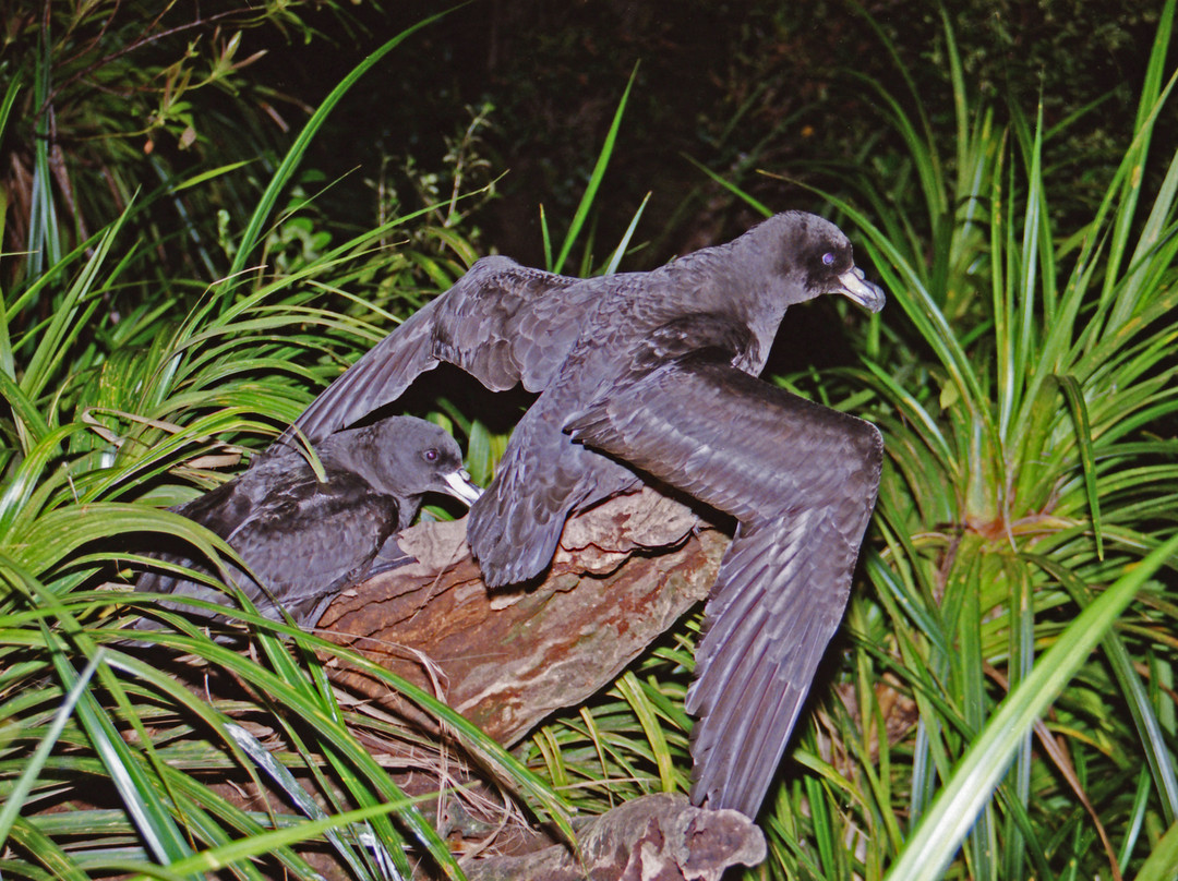 Petrel Colony Tours-普纳凯基必去景点